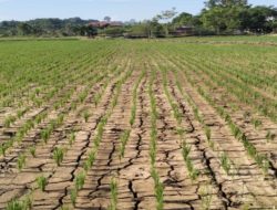 Kemarau 2026 Datang Lebih Dini, BMKG: Jawa Tengah hingga NTT Mulai Kering Sejak April