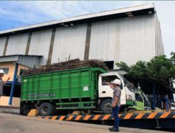Ini Alasan Bulog: Pabrik Tebu PG GMM Tidak Giling Total karena Raw Sugar