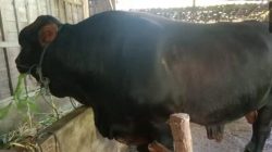 Presiden Prabowo Subianto Beli Sapi 1,1 Ton dari Peternak Blora untuk Kurban Idul Adha