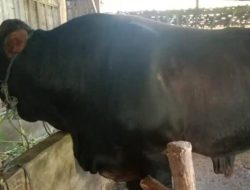 Presiden Prabowo Subianto Beli Sapi 1,1 Ton dari Peternak Blora untuk Kurban Idul Adha