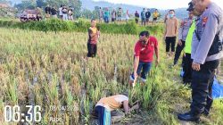 Tertelungkup di Sawah, Petani di Blora Diduga Meninggal karena Vertigo