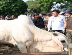 Bupati Blora Sidak Pasar Pon, Transaksi Hewan Kurban Tembus Rp12 Miliar Jelang Iduladha