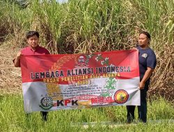 Aliansi Indonesia Tinjau Panen Perdana Tebu BUMDes Dahlia Tamanrejo, Digadang Jadi Motor Ekonomi Desa