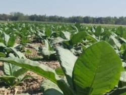 3.000 Hektare Tembakau Blora, Petani Terbelah antara Kemitraan dan Tengkulak